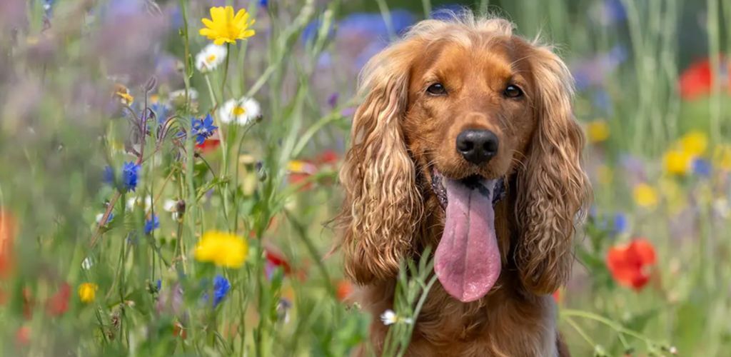 Flower-Picking.jpg